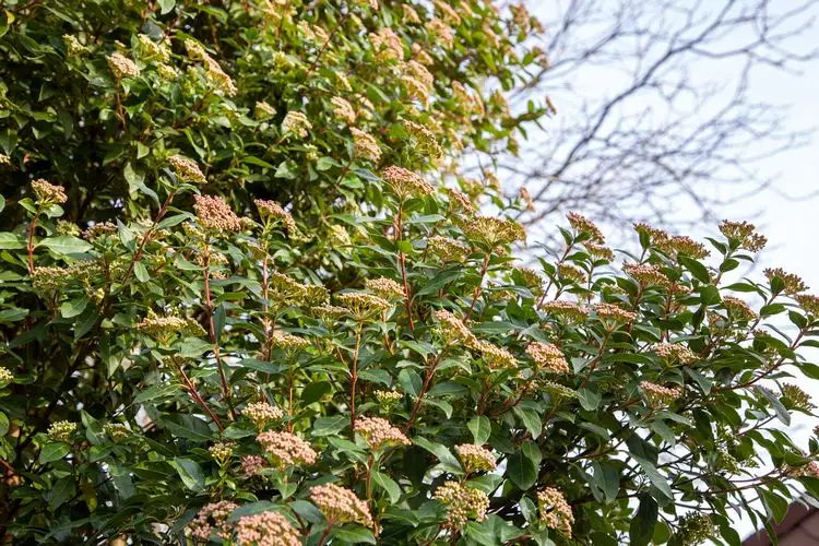 schneeball als hecke schneiden