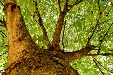 Schnittmaßnahmen für Walnüsse im Frühjahr oder Spätsommer