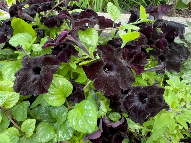 schwarze petunien für balkon und garten