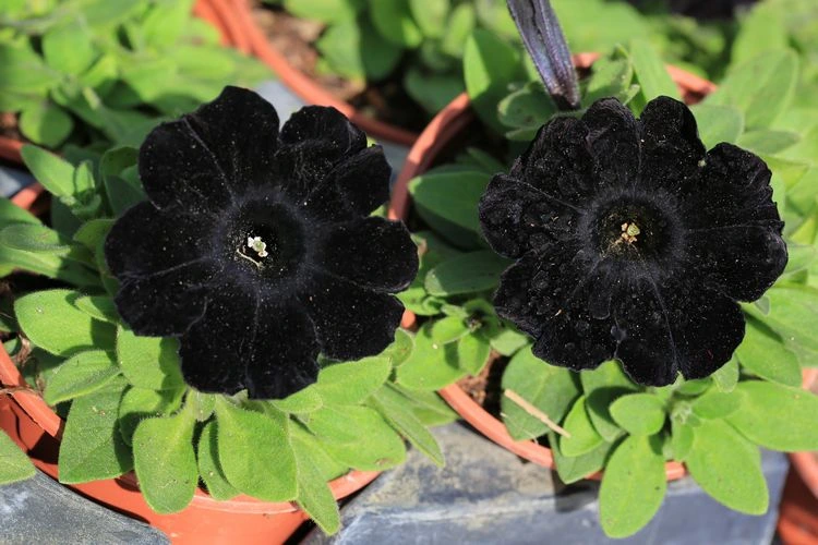 schwarze petunien für haus und garten