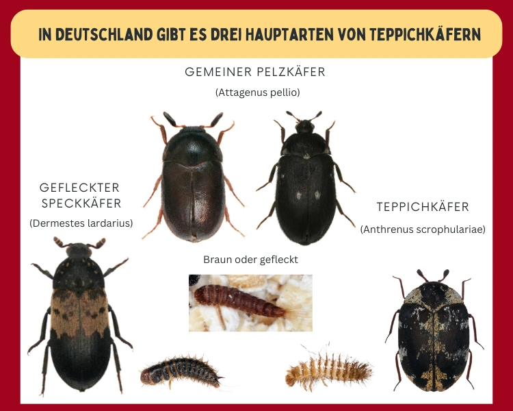 teppichkäfer arten in deutschland und deren larven