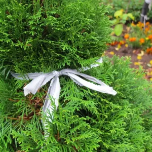 Thuja für den Winter zusammenbinden als Schutz