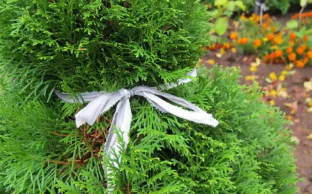 Thuja für den Winter zusammenbinden als Schutz