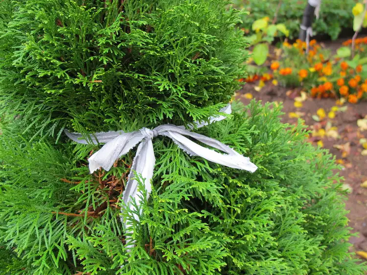 Thuja für den Winter zusammenbinden als Schutz 