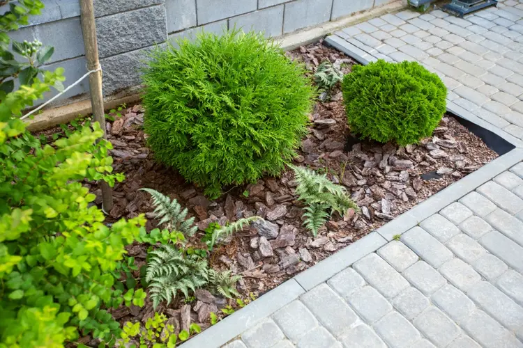 thuja kugeln und farnen neben einer hauswand