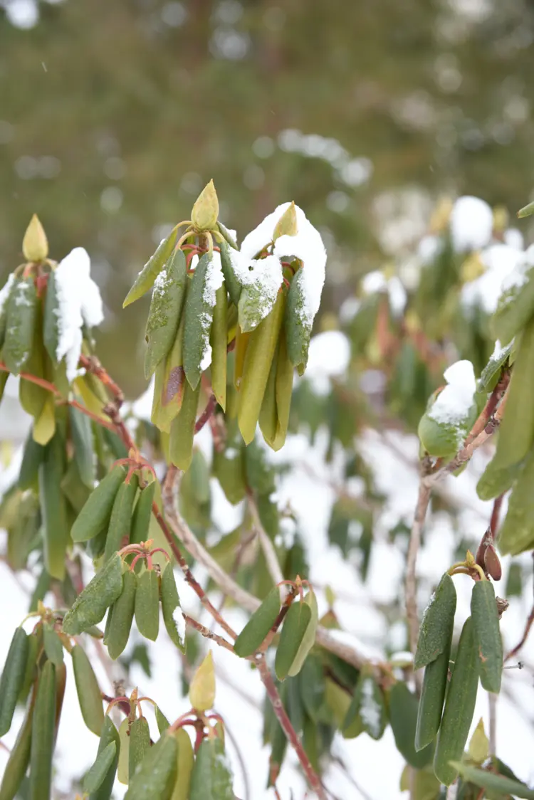 verschneite rhododendronblätter