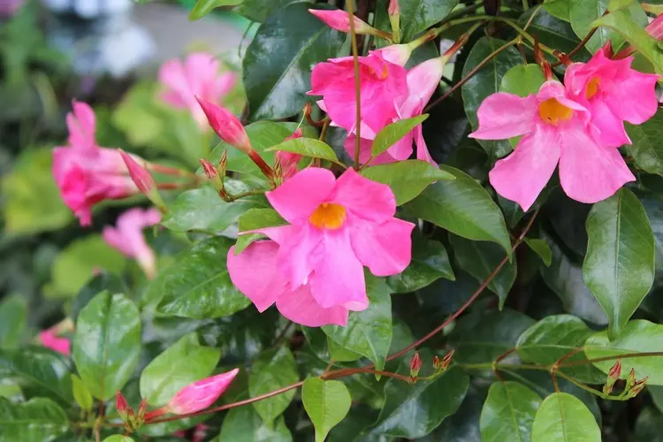 Vor dem Überwintern die Mandevilla schneiden, um Platz zu sparen