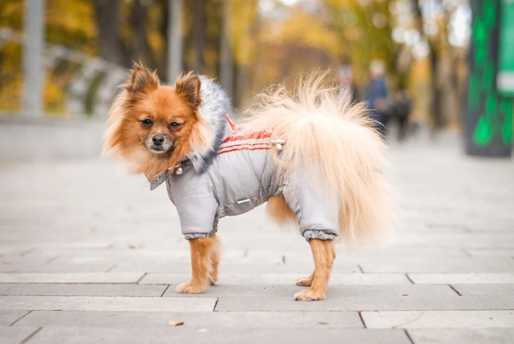 wasserfeste hundejacke – stilvoller schutz vor wind und wetter