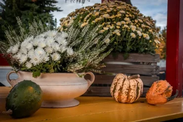 Weißes Arrangement mit Erika und Chrysanthemen in einer flachen Pflanzschale