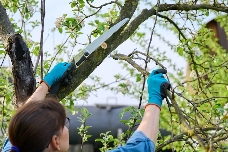 welche Äste am apfelbaum entfernen