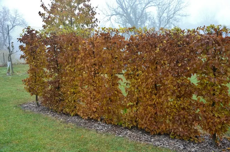 Wintergrüne Hecke pflanzen und richtig schneiden