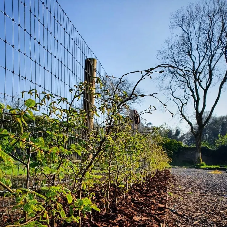 Wintergrüne Hecken punkten mit schönem Herbstlaub den ganzen Winter über