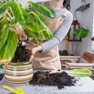 zimmerpflanzen im november umtopfen tipps