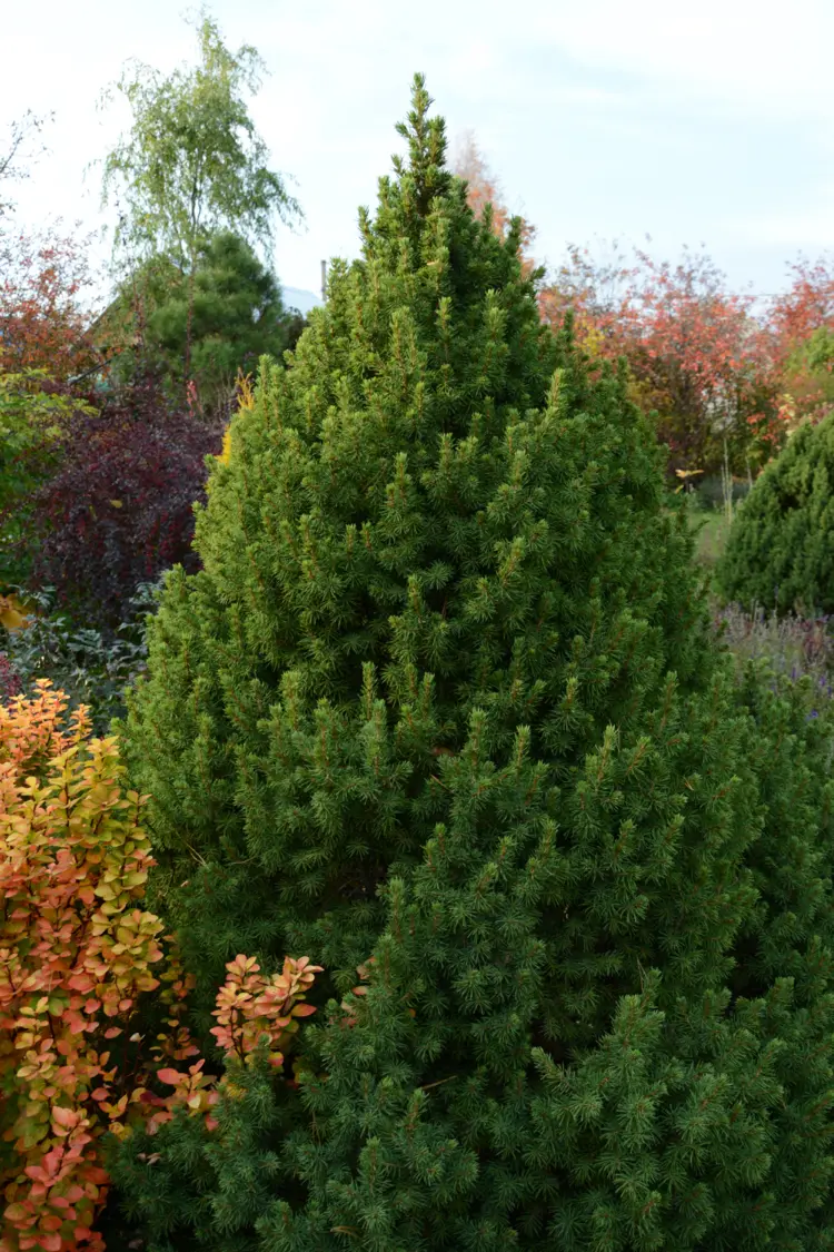 zwerg zuckerhutfichte pinea glauca