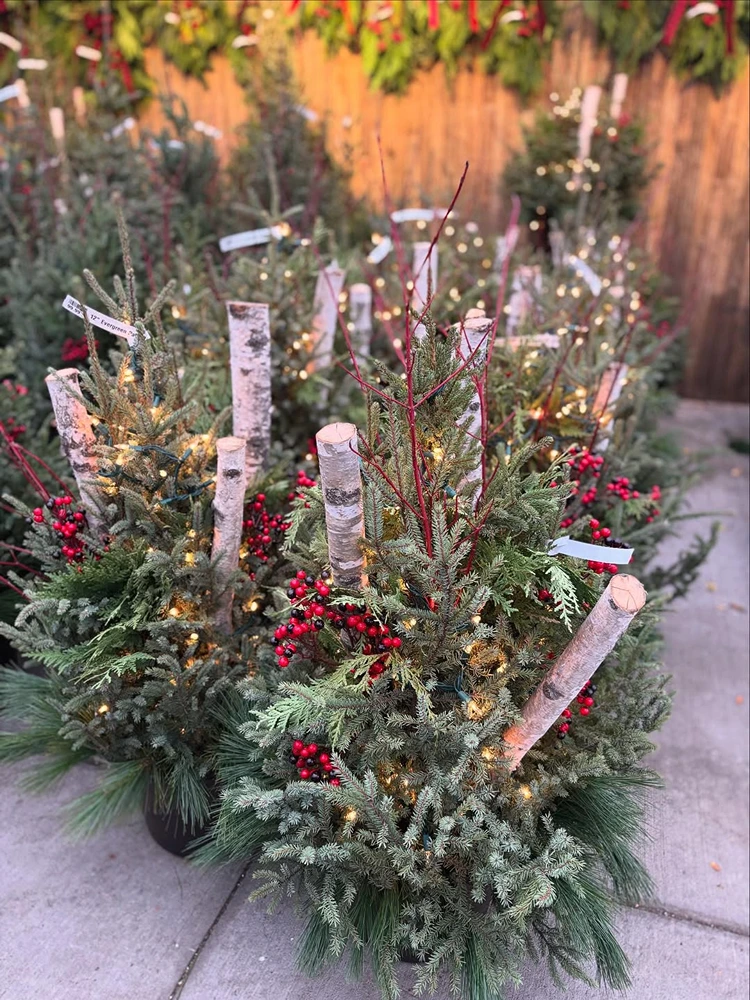 adventsgesteck für deaußen zum selbermachen mit tannengrün