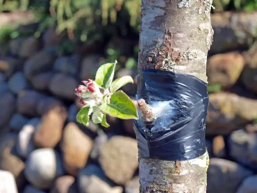 apfelbaum veredelung erfolgreich