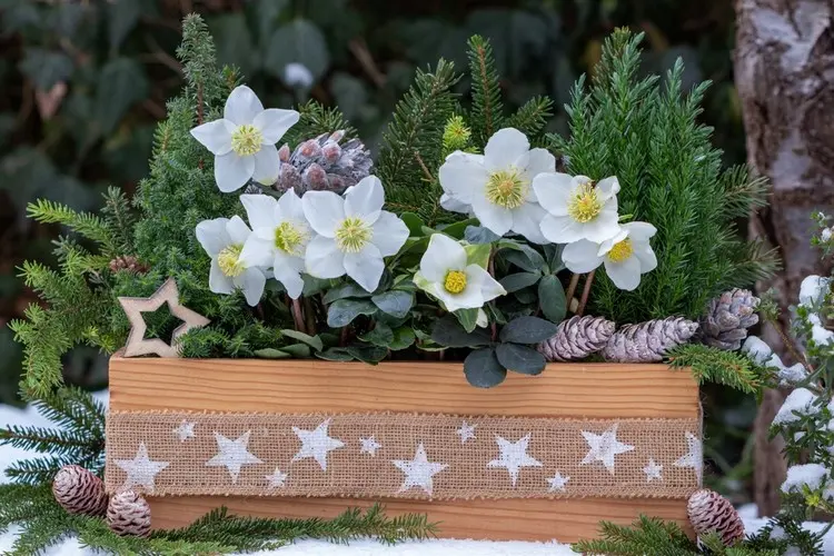 Balkonkasten aus Holz mit Christrosen im Winter bepflanzen