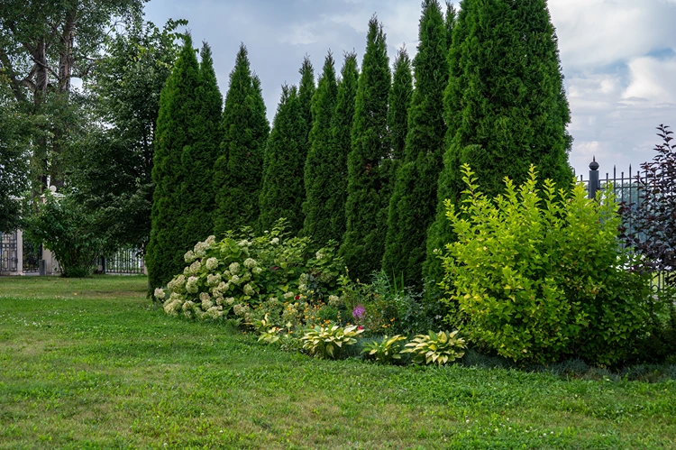 bepflanzungsidee für eine thuja hecke hortensien und bodendecker für mehr farbvielfalt