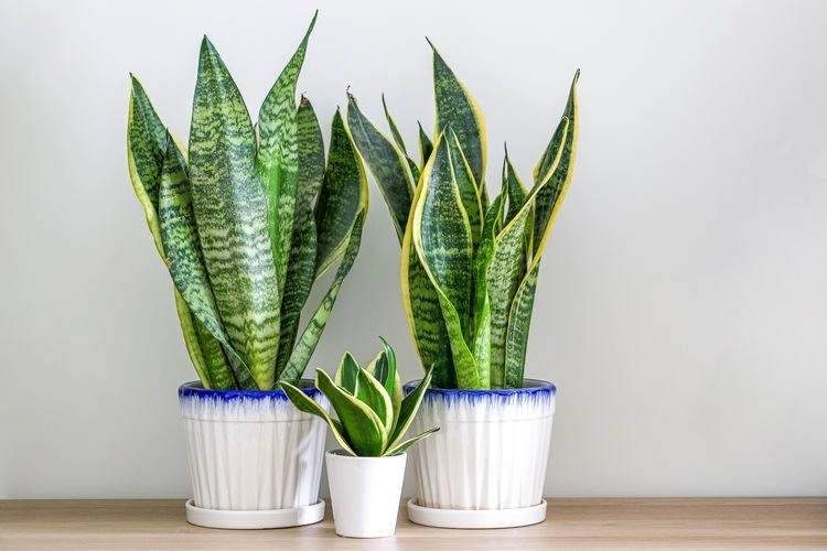 bogenhanf (sansevieria)