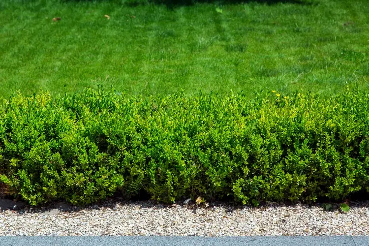 Buchsbaumhecke mit kleinen Kieselsteinen, die dekorativ wirken