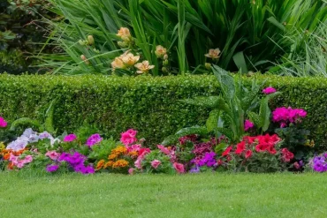 Bunter Blumenmix vor einer halbhohen Heckenreihe