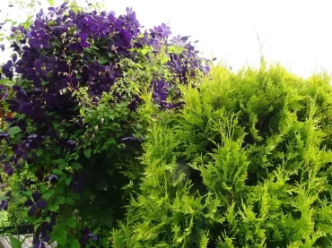 clematis in thuja hecke pflanzen hilfreiche tipps und pflege