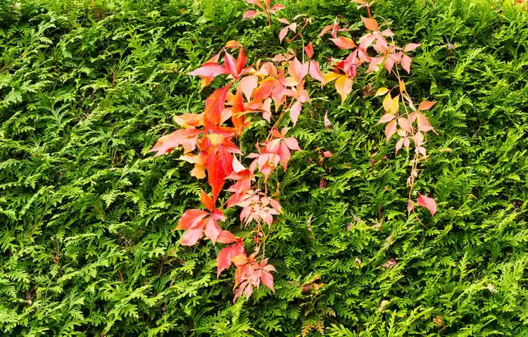 clematis und thuja rückschnitt