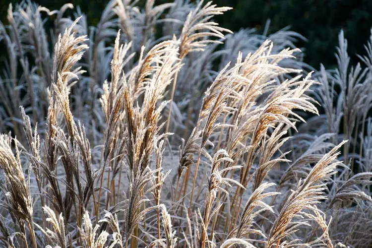 Die trockenen Halme und Wedel sind im Winter dekorativ