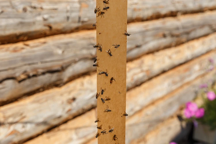 diy fliegenfalle klebeband als einfache lösung gegen lästige insekten