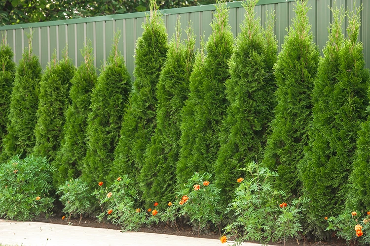 einfache unterpflanzung vor der thuja hecke