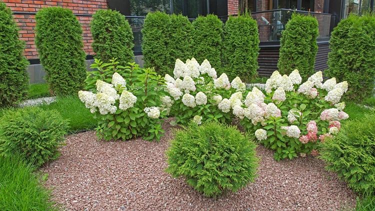 elegante kombination aus hortensien und zwergkoniferen vor einer thuja hecke