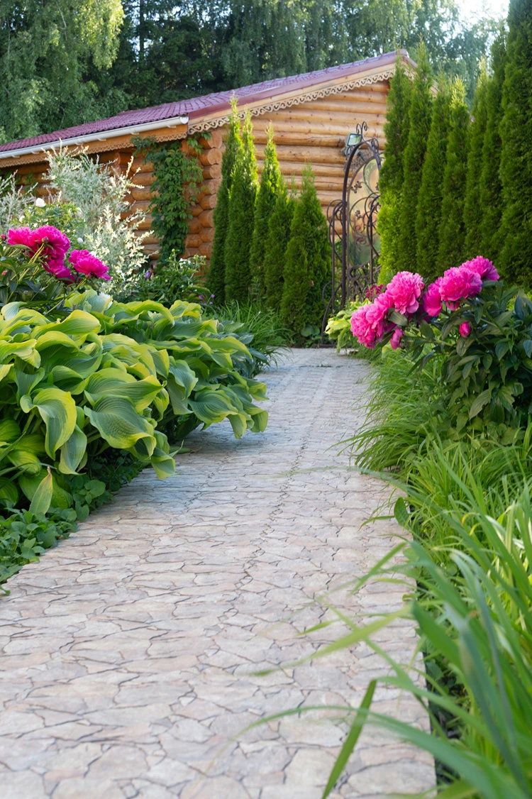 gartenweg mit hosta und pfingstrosen vor einer thuja hecke als grüner hintergrund