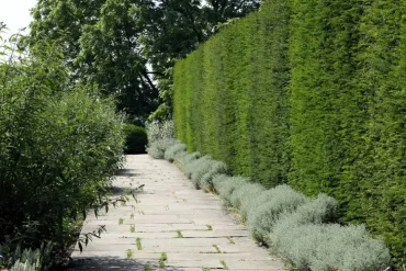 Hecke unterpflanzen mit beliebigen Bodendeckern und Stauden