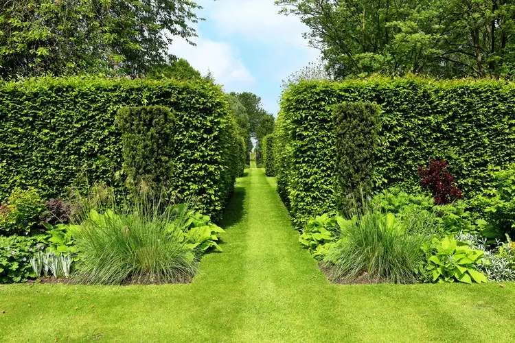 Hecke unterpflanzen - Welche Vorteile das für den Garten bringt