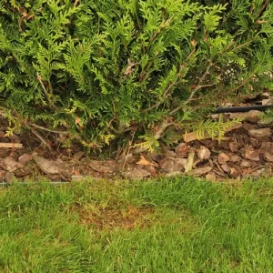 Hecken mulchen gegen Unkraut mit Rindenmulch