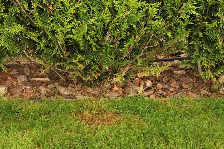 Hecken mulchen gegen Unkraut mit Rindenmulch