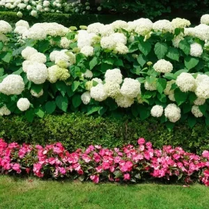 Hortensien-Hecke unterpflanzen mit kleinerer Hecke und Begonien