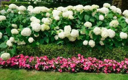 Hortensien-Hecke unterpflanzen mit kleinerer Hecke und Begonien