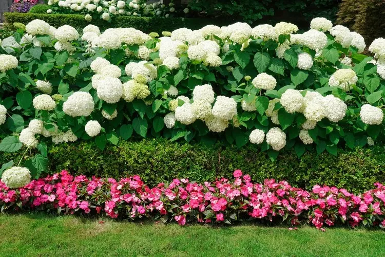 Hortensien-Hecke unterpflanzen mit kleinerer Hecke und Begonien