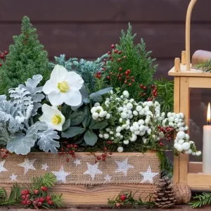 Idee für einen üppigen Blumenkasten mit Silberblatt und Schneebeere