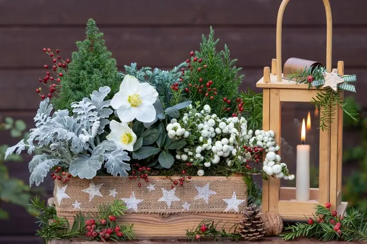 Idee für einen üppigen Blumenkasten mit Silberblatt und Schneebeere