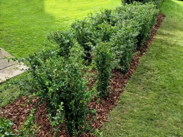 Im Frühjahr regelmäßig jäten und Mulchmaterial halbjährlich erneuern