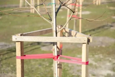 In welchen Fällen man einen Baum mit 3 Pfählen anbinden sollte und wann 2 oder 1 reichen