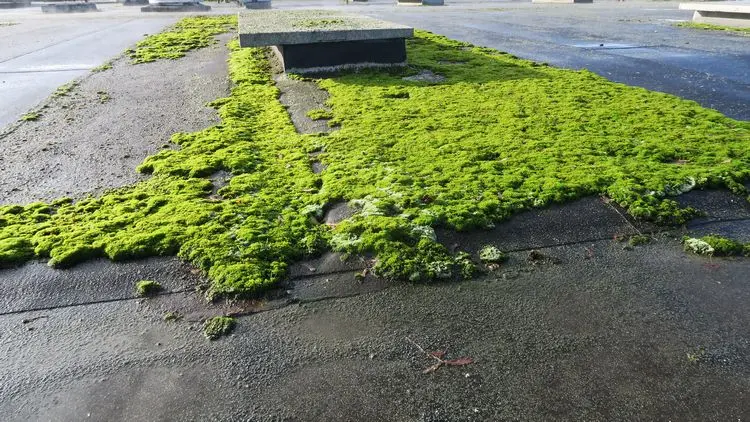 ist moos auf dem flachdach schädlich