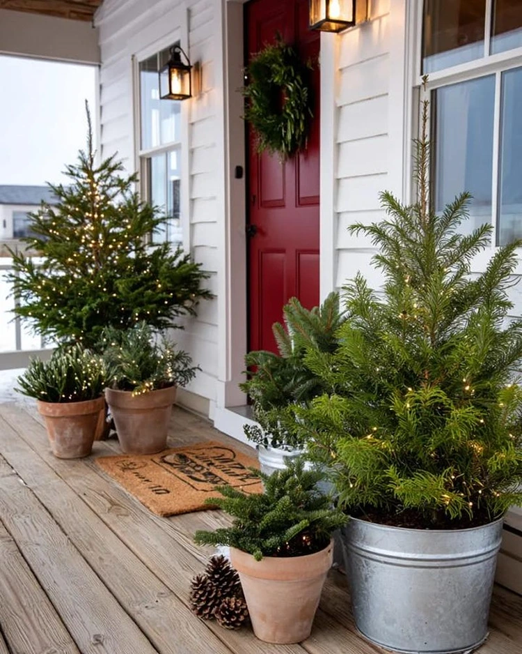 kleine tannenbäume im topf arrangiert