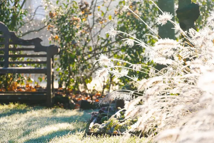 Lampenputzergras überwintern im Garten mit Mulch als Winterschutz für die Wurzeln