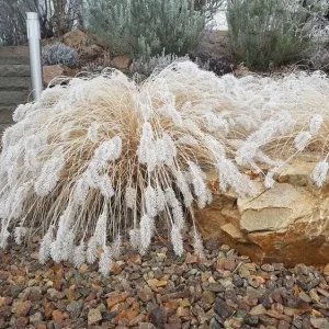 Lampenputzergras überwintern ohne ihn vorher zu schneiden als Schutz vor der Kälte