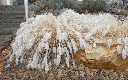 Lampenputzergras überwintern ohne ihn vorher zu schneiden als Schutz vor der Kälte