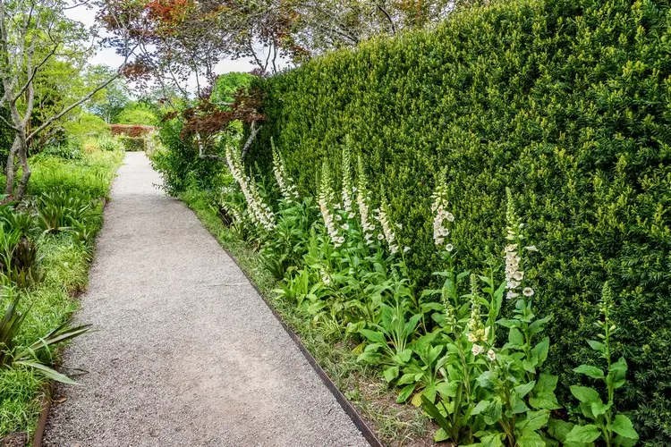 Liste mit passenden Begleitpflanzen für verschiedene Gartenhecken