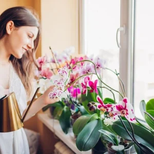 Milch für Orchideen - hilfreiche Tipps zum Gießen und Düngen